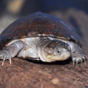 Tortuga africana de cuello largo – Pelomedusa Subrufa – juveniles (AGOTADO)