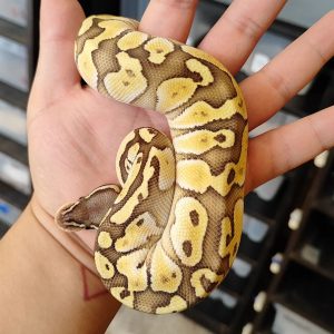 Pitón bola – Lesser pastel lemon pastel – Cria