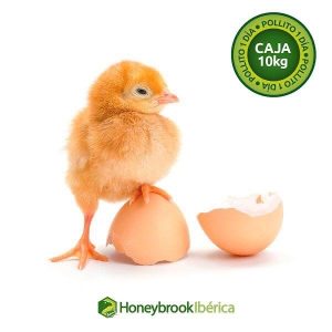 Pollito de 1 día
