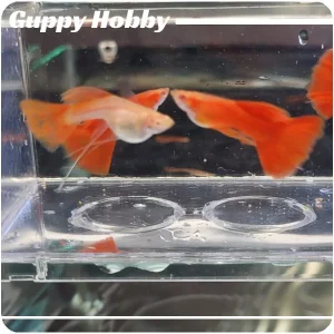 Albino Full Red Ribbon