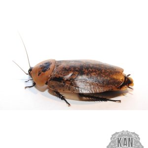 Cucaracha de Madera – Archimandrita Tessellata