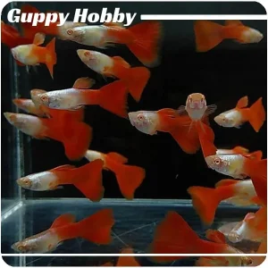 Albino Silverado Red