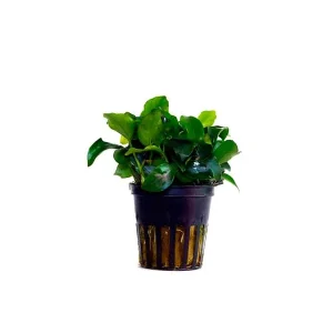 Anubias Nana Mini