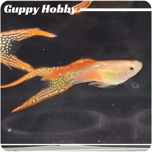 Blonde Double Tail Red Lace