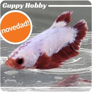 Betta Plakat Macho XL 104