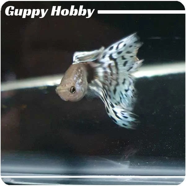 Black White Mosaic - Imagen 2