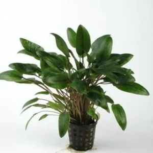 Cryptocoryne Wendtii Green