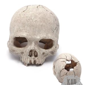 Cráneo primate – escondite
