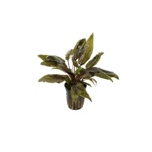 Cryptocoryne Wendtii Brown