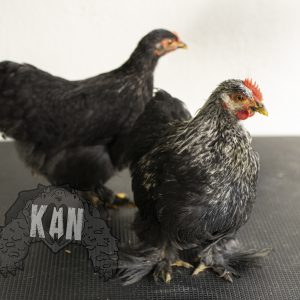 Pareja de pollos batam – Cochinin enanos – pre adultos (AGOTADO)