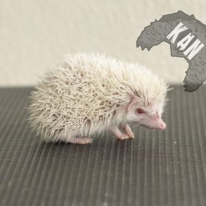 Erizo albino – Atelerix albiventris – hembra destetada