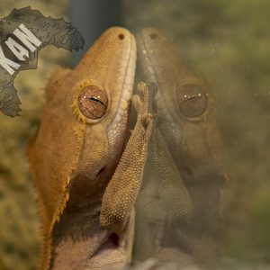 Gecko crestado – Hembra adulta (AGOTADO)