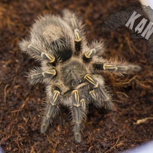 Golden knee tarantula – Grammostola pulchripes – juvenil (AGOTADO)