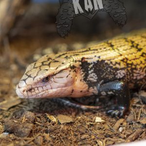 Skinko lengua azul – Tiliqua gigas – juvenil
