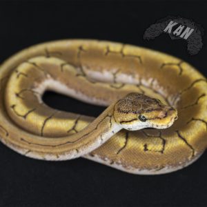 Pitón bola – Spinner – macho juvenil