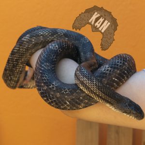 Texas rat snake – Pantherophis obsoletus – macho adulto