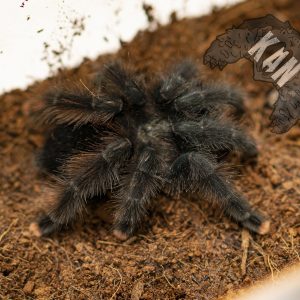 Pink toe tarantula – Avicularia avicularia – juvenil