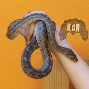 Plains rat snake – Pantherophis emoryi- macho adulto