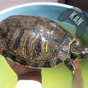 Cumberland slider – Trachemys scripta troostii – hembra adulta