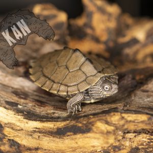 Tortuga falsa mapa – Graptemys Pseudogeographica – Cria (AGOTADO)
