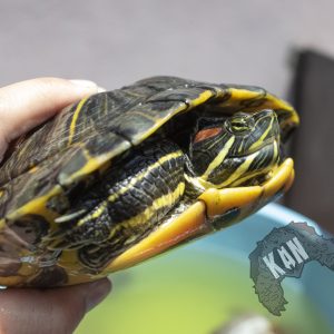 Red eared slider – Trachemys scripta scripta – hembra adulta (AGOTADO)
