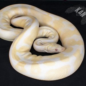 Pitón bola – albina – hembra adulta