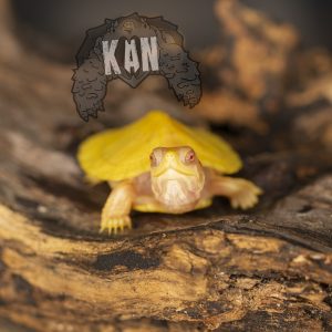 Tortuga Orejas rojas albina – Trachemys Scripta Elegans – Cria (AGOTADO)