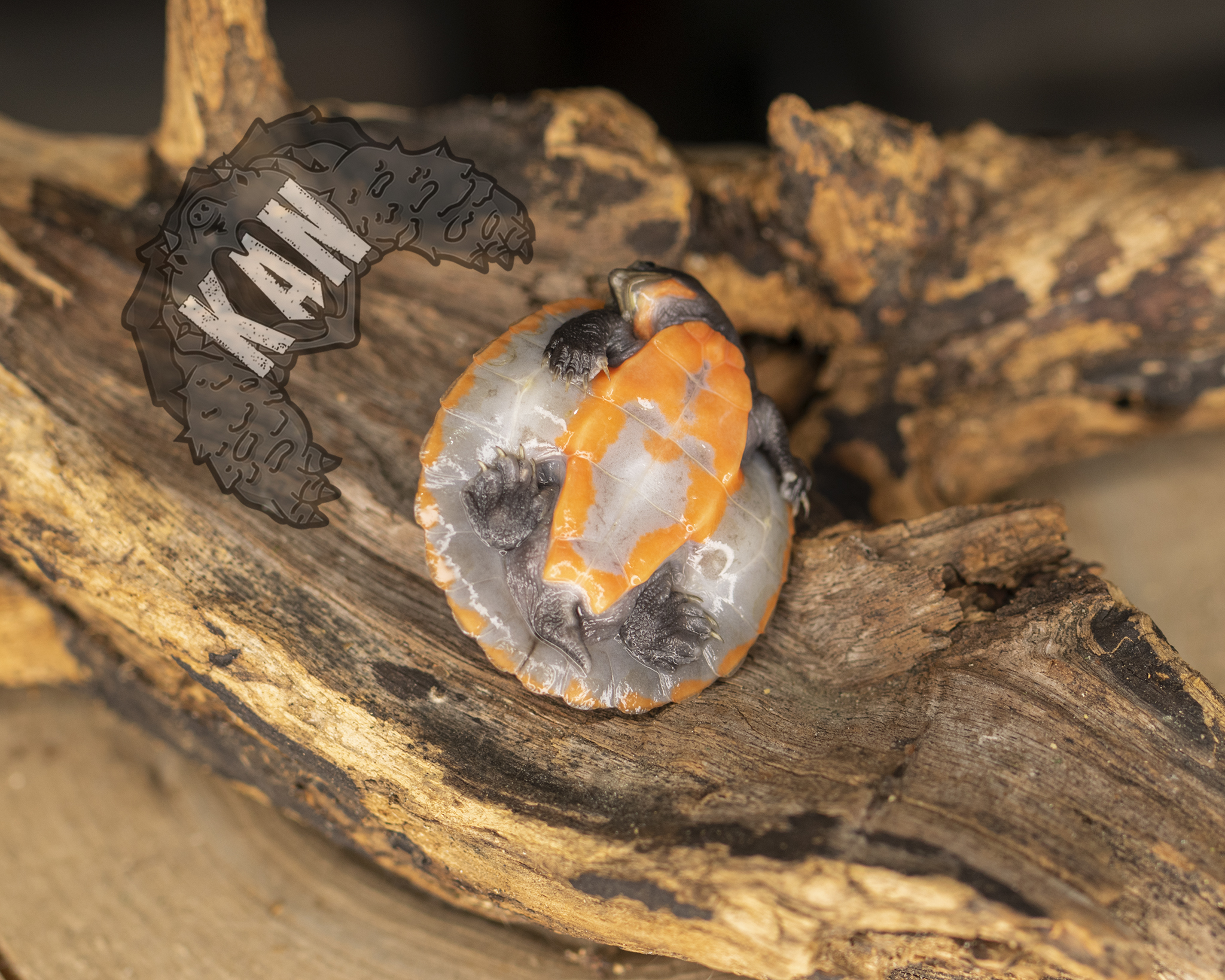 Pink belly sideneck – Emydura Subglobosa – Cria (AGOTADO) - Imagen 7