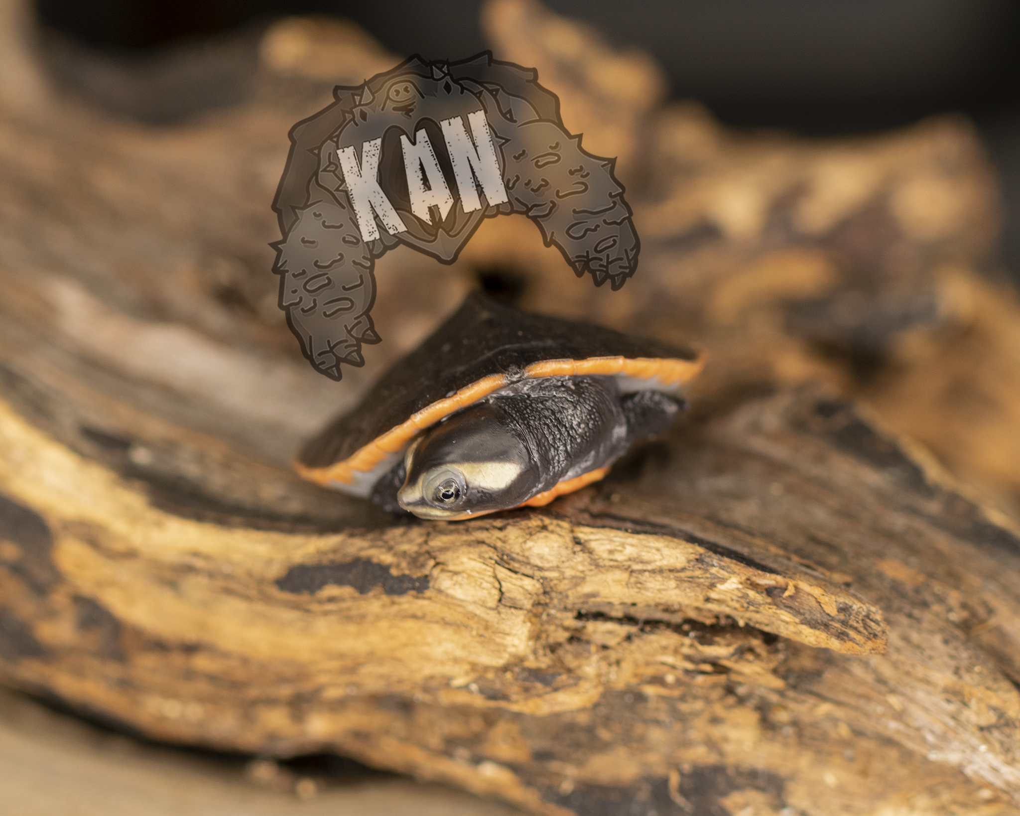 Pink belly sideneck – Emydura Subglobosa – Cria (AGOTADO) - Imagen 5