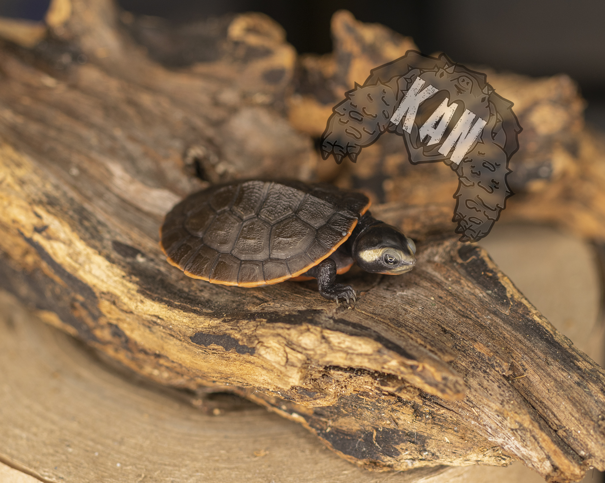 Pink belly sideneck – Emydura Subglobosa – Cria (AGOTADO) - Imagen 4