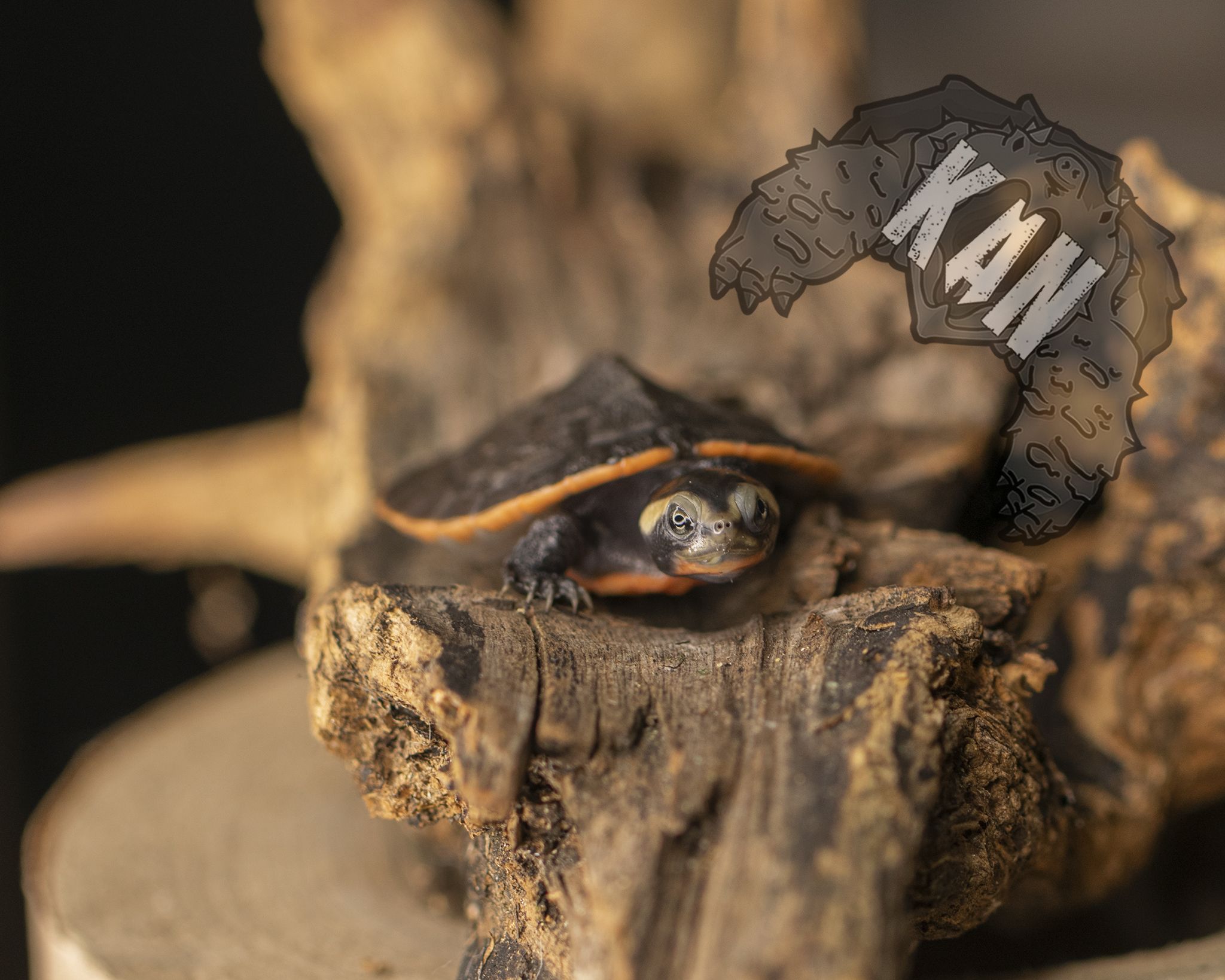 Pink belly sideneck – Emydura Subglobosa – Cria (AGOTADO) - Imagen 3