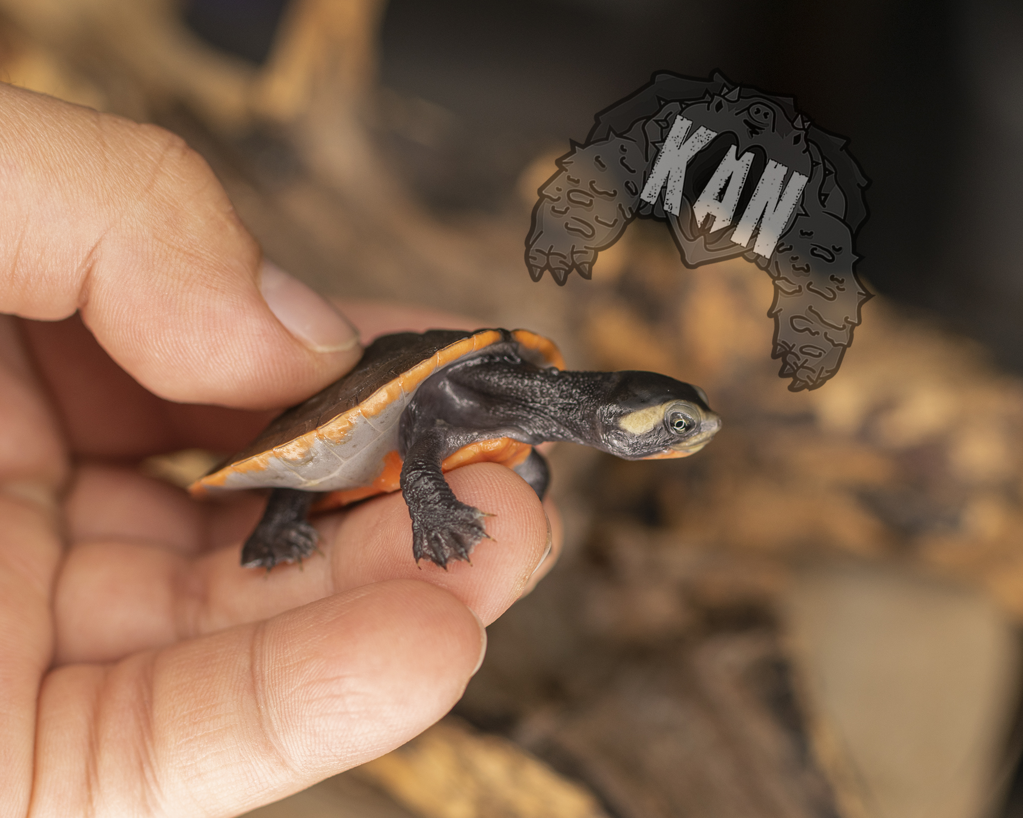 Pink belly sideneck – Emydura Subglobosa – Cria (AGOTADO) - Imagen 2