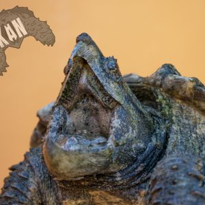 Tortuga caimán – Macrochelys Temminckii – juvenil