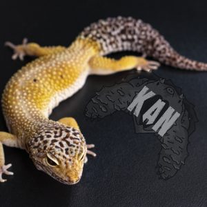 Gecko leopardo – Super hypo tangerine – Hembra adulta (AGOTADO)