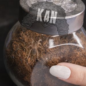 Tarantula zebra – Aphonopelma seemanni – Sling