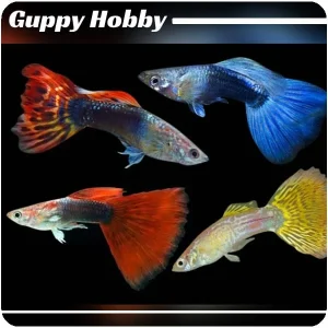 Lote de 10 Guppies Surtidos
