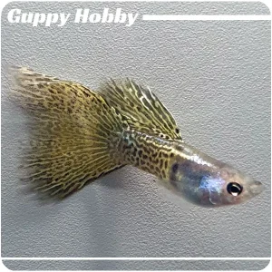 Half Filigran Yellow