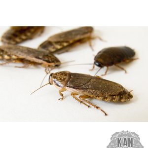 Cucarachas lobster – Nauphoeta Cinerea