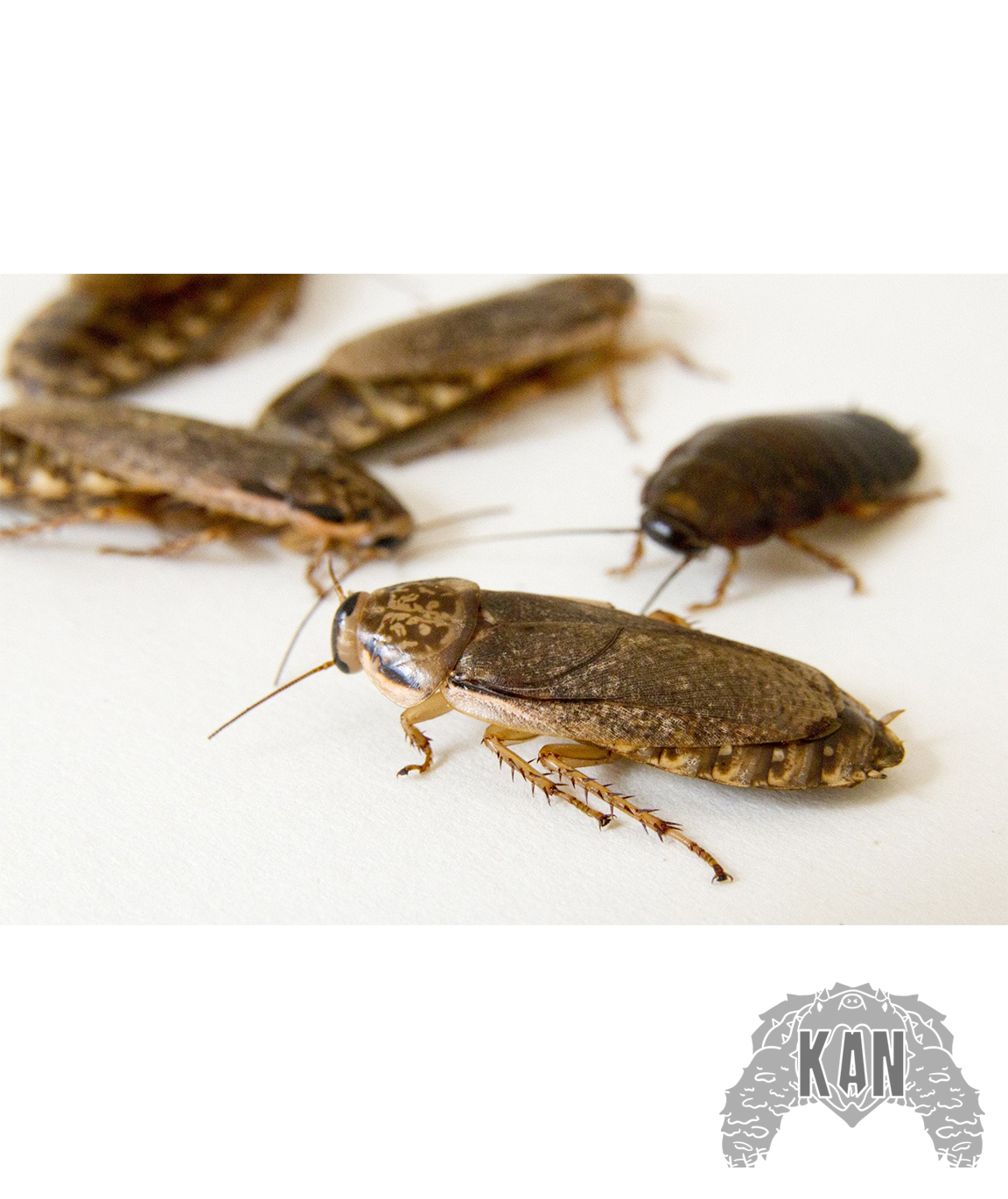 Cucarachas lobster – Nauphoeta Cinerea