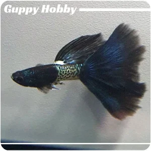 Moscow Blue Filigran