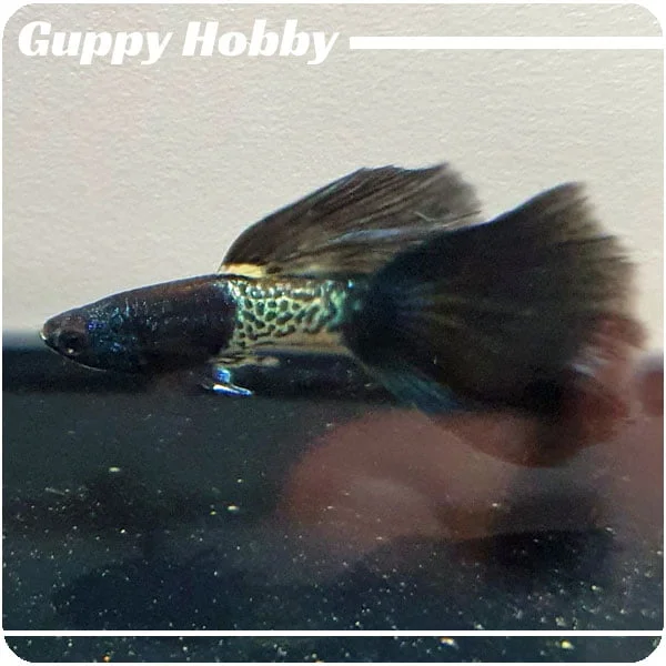 Moscow Blue Filigran - Imagen 2