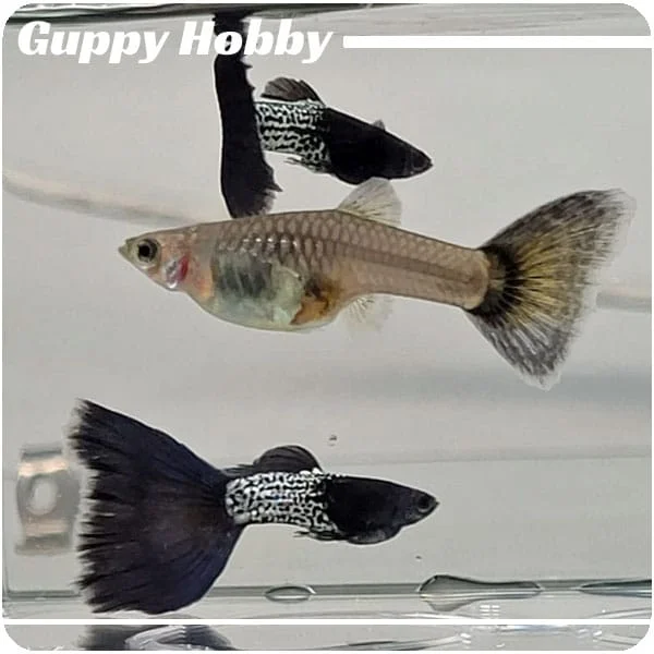 Moscow Blue Filigran - Imagen 6