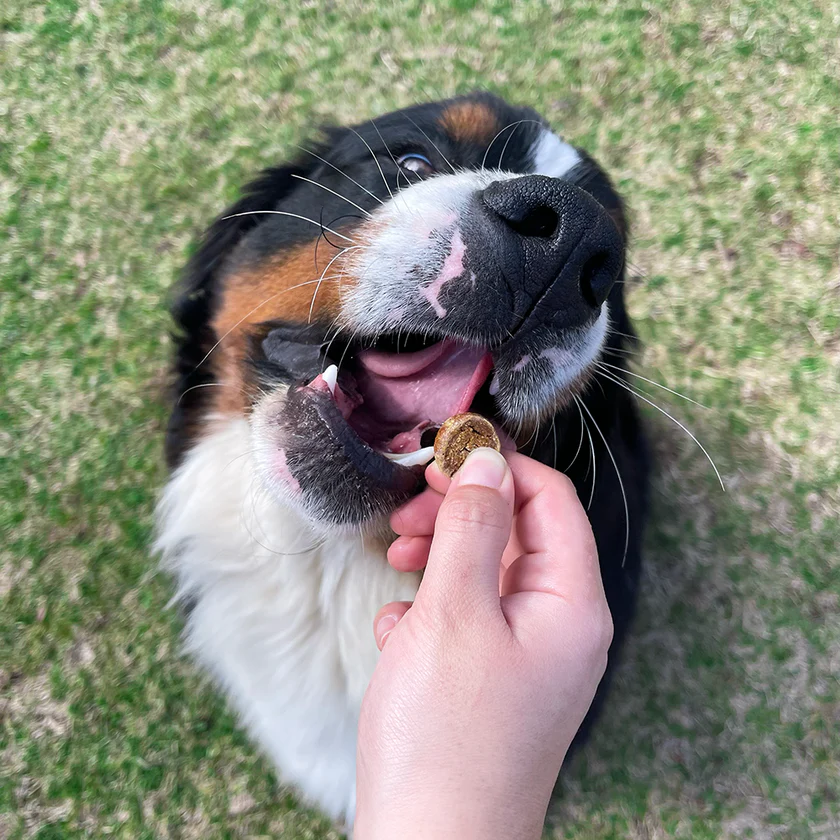 <strong>Wuaf</strong> Receta Casera, Snack para Perros, Galletitas Pescado Brócoli, bolsa de 100 gr - Imagen 4
