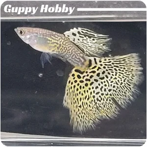 Platinum Yellow Leopard