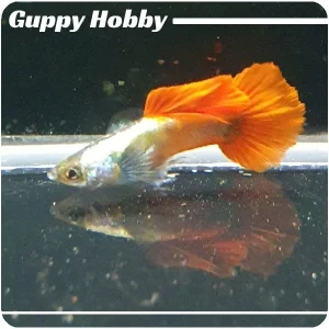 Red Dumbo Short Tail