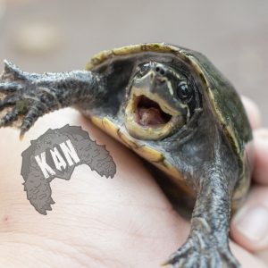 Stinkpot turtle – Sternotherus Odorantus – juveniles 1.1