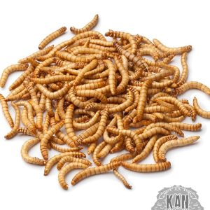 Mealworm – Tenebrio molitor