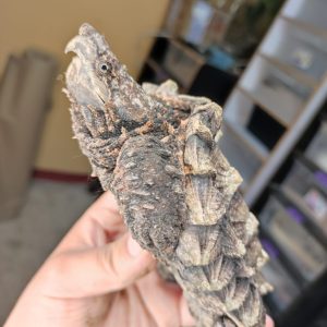 Tortuga caimán – Macrochelys Temminckii – pre juvenil (AGOTADO)