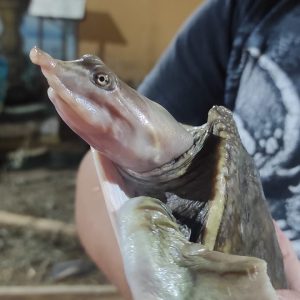 Tortuga Concla blanda – Apalone Ferox – pre adulta (AGOTADO)