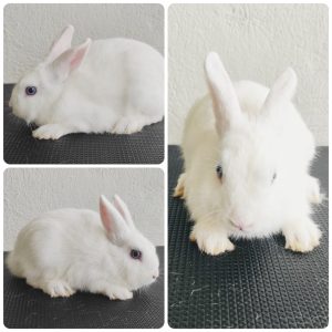 Conejo holandes enano – Netherland dwarf – macho adulto 2 (AGOTADO)